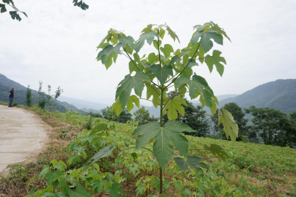 大为镇桃花村 返乡创业种植桐油树 食用玫瑰 这家企业很有想法